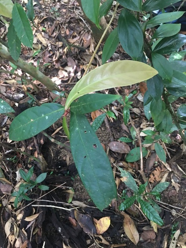 Paypayrola blanchetiana (Paypayrola blanchetiana)