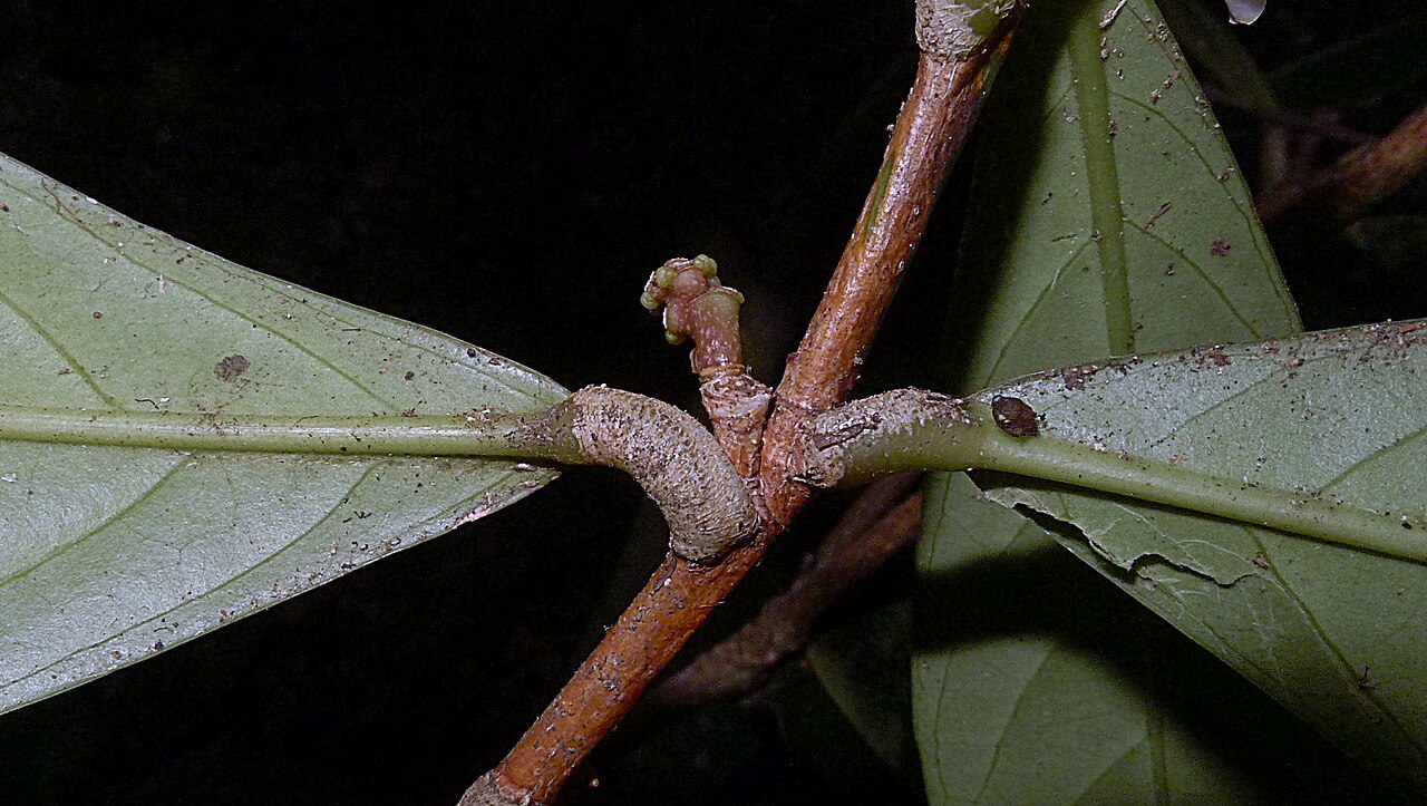 Paypayrola blanchetiana: Paypayrola blanchetiana Tul.