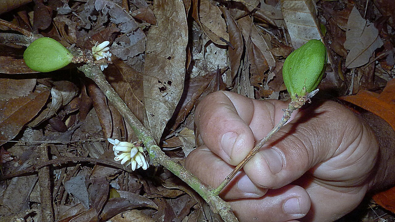Paypayrola blanchetiana: Paypayrola blanchetiana Tul.