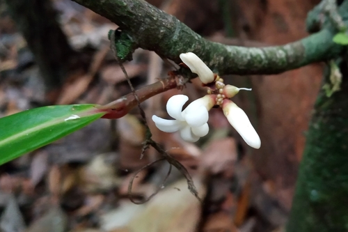 Paypayrola blanchetiana (Paypayrola blanchetiana)