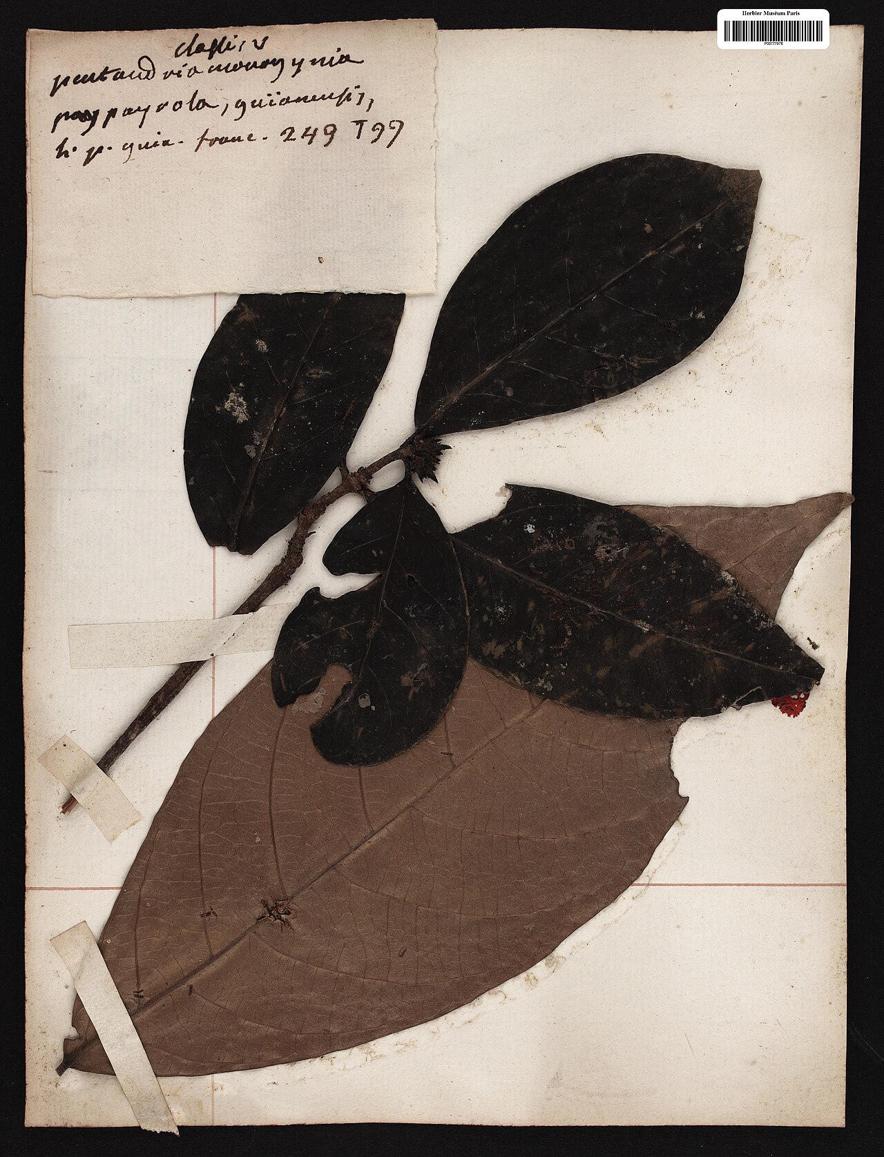 Paypayrola guianensis: Paypayrola guianensis Aubl. - herbier collecté par Aublet en Guyane, conservé au MNHN P-P00777978
