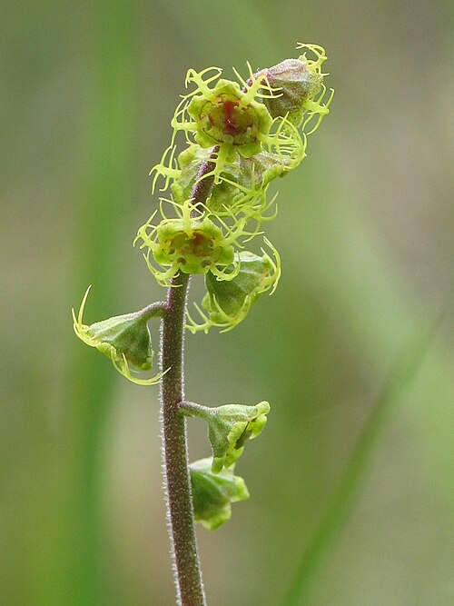 Fivestamen miterwort: Five-point bishop's cap ( Mitella pentandra ), Joffre Lakes Provincial Park, B. C., Canada