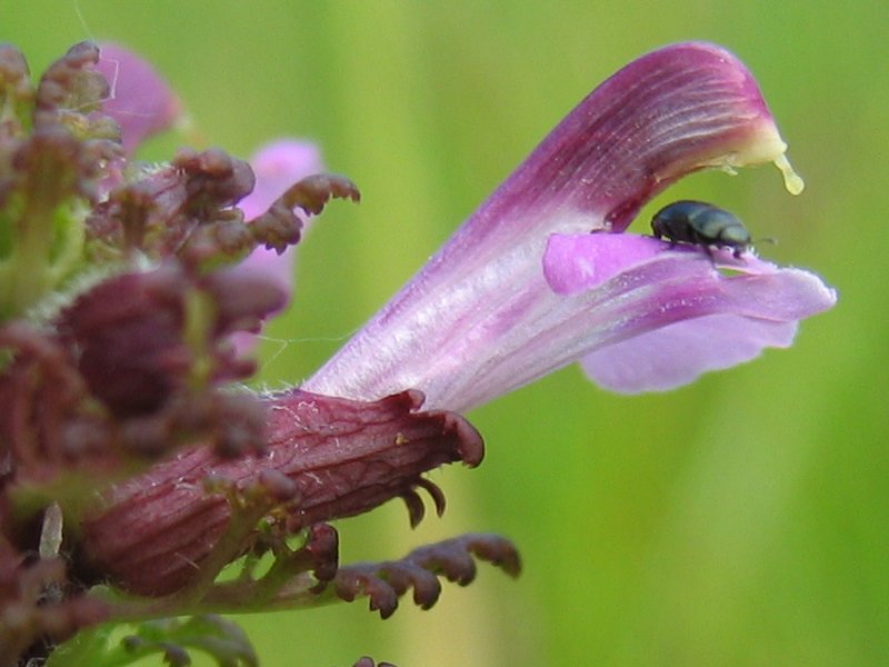 European purple lousewort: Sumpf-Läusekraut Pedicularis palustris , Müritz-Gebiet