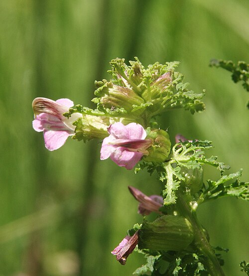 European purple lousewort: Pedicularis palustris , Schwäbisch-Fränkische Waldberge, Germany