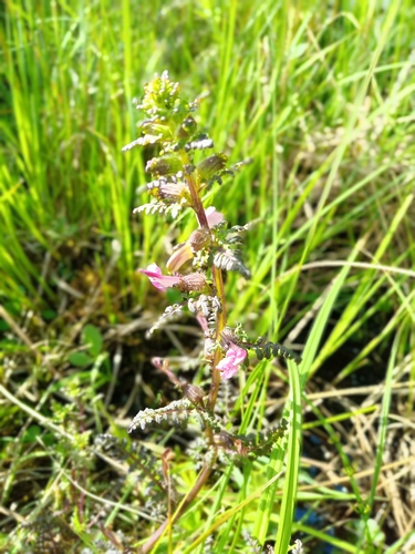European purple lousewort (Pedicularis palustris)