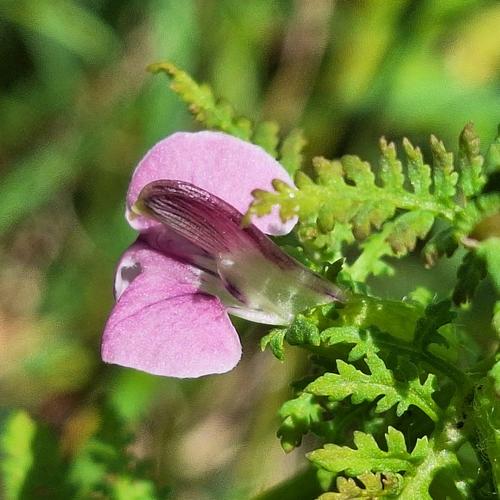 European purple lousewort (Pedicularis palustris)
