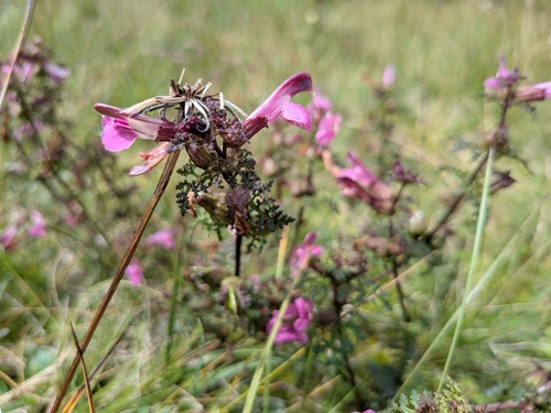 European purple lousewort (Pedicularis palustris)