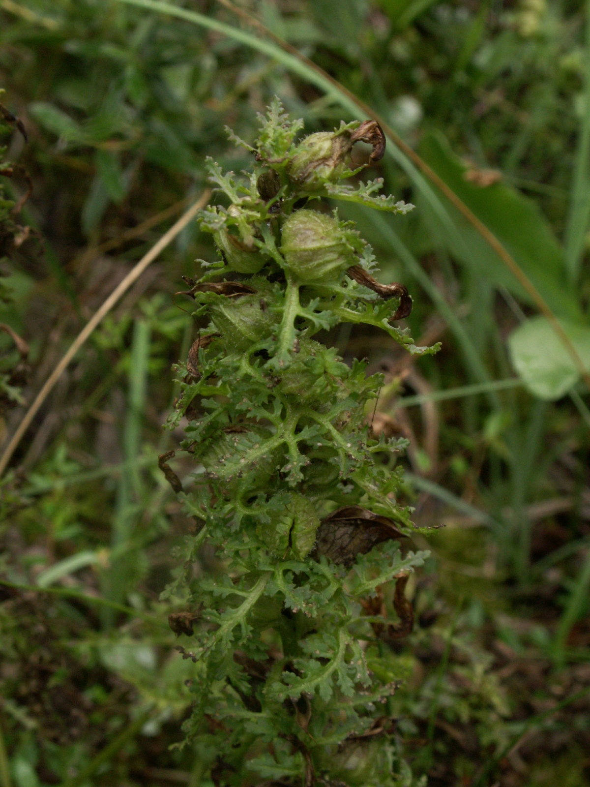 European purple lousewort: Pedicularis palustris