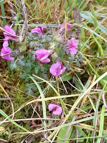 European purple lousewort (Pedicularis palustris)