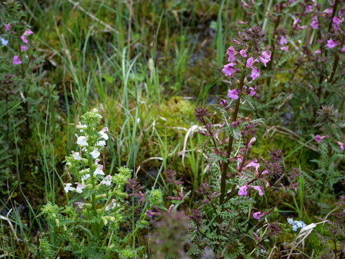 European purple lousewort (Pedicularis palustris)