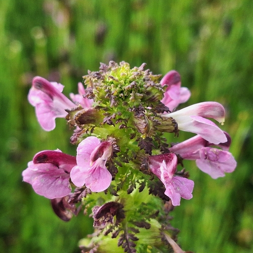 European purple lousewort (Pedicularis palustris)