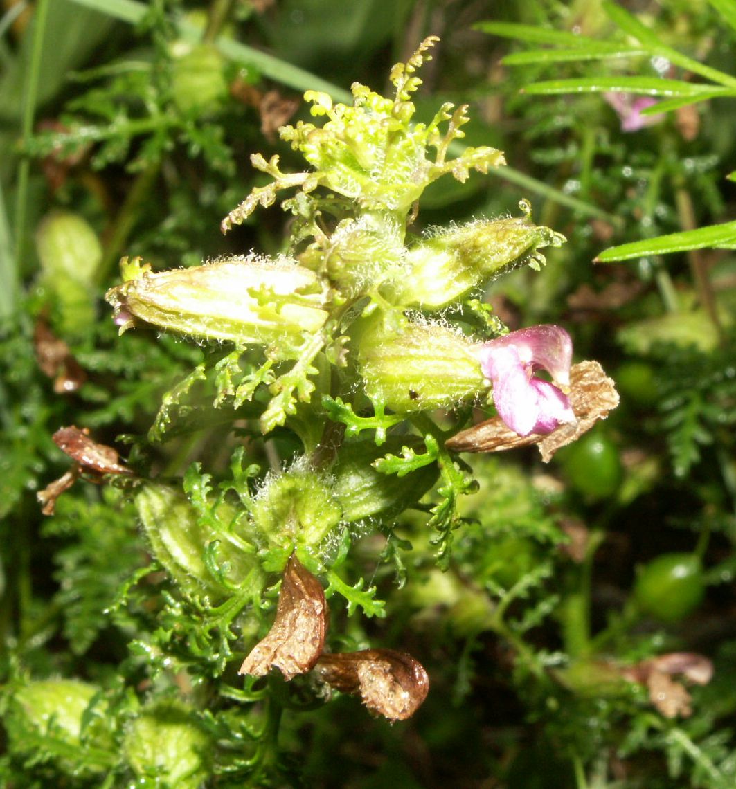 European purple lousewort: Pedicularis palustris