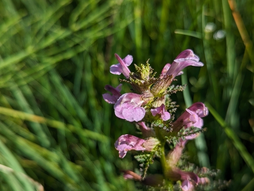 European purple lousewort (Pedicularis palustris)