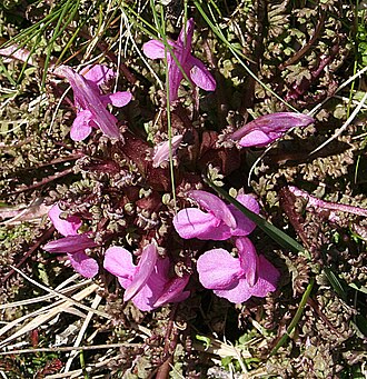 Lousewort: Lousewort (Pedicularis sylvatica) Growing in the middle of the track on Cottartown Moss.