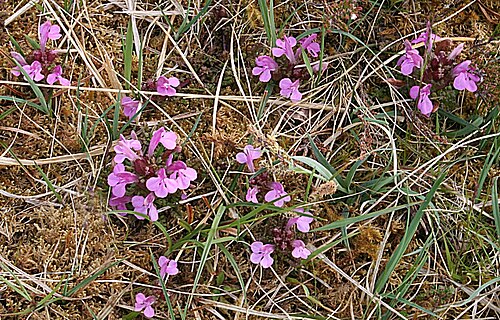 Lousewort: Lousewort (Pedicularis sylvatica) A modest plant of boggy places, usually occurring as singletons, but here in a small group of plants.