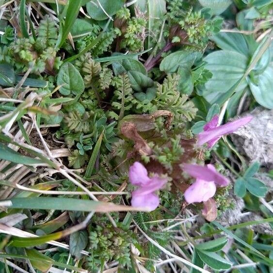 Lousewort (Pedicularis sylvatica)