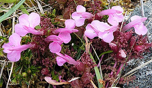 Lousewort: Lousewort (Pedicularis sylvatica) One of two species of Lousewort, this plant of damp areas is short and insignificant. It is hemiparasitic, depending partly on