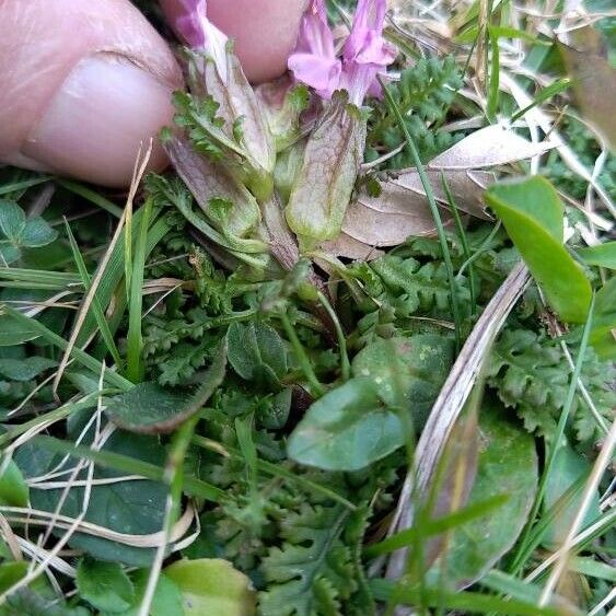 Lousewort (Pedicularis sylvatica)