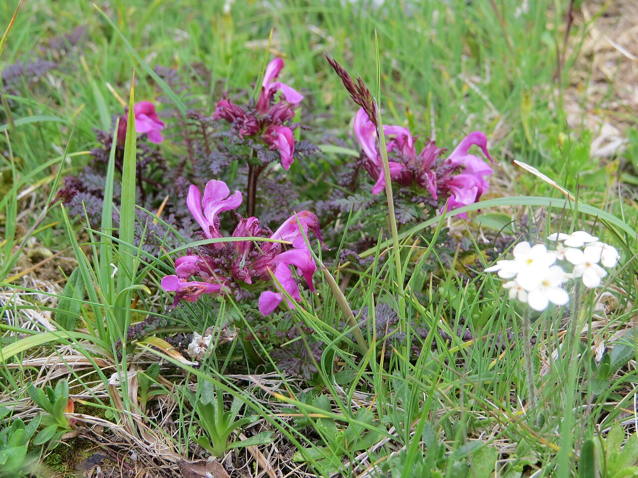 Lousewort: Pedicularis sylvatica (forest lousewort) at Schneeberg, Austria