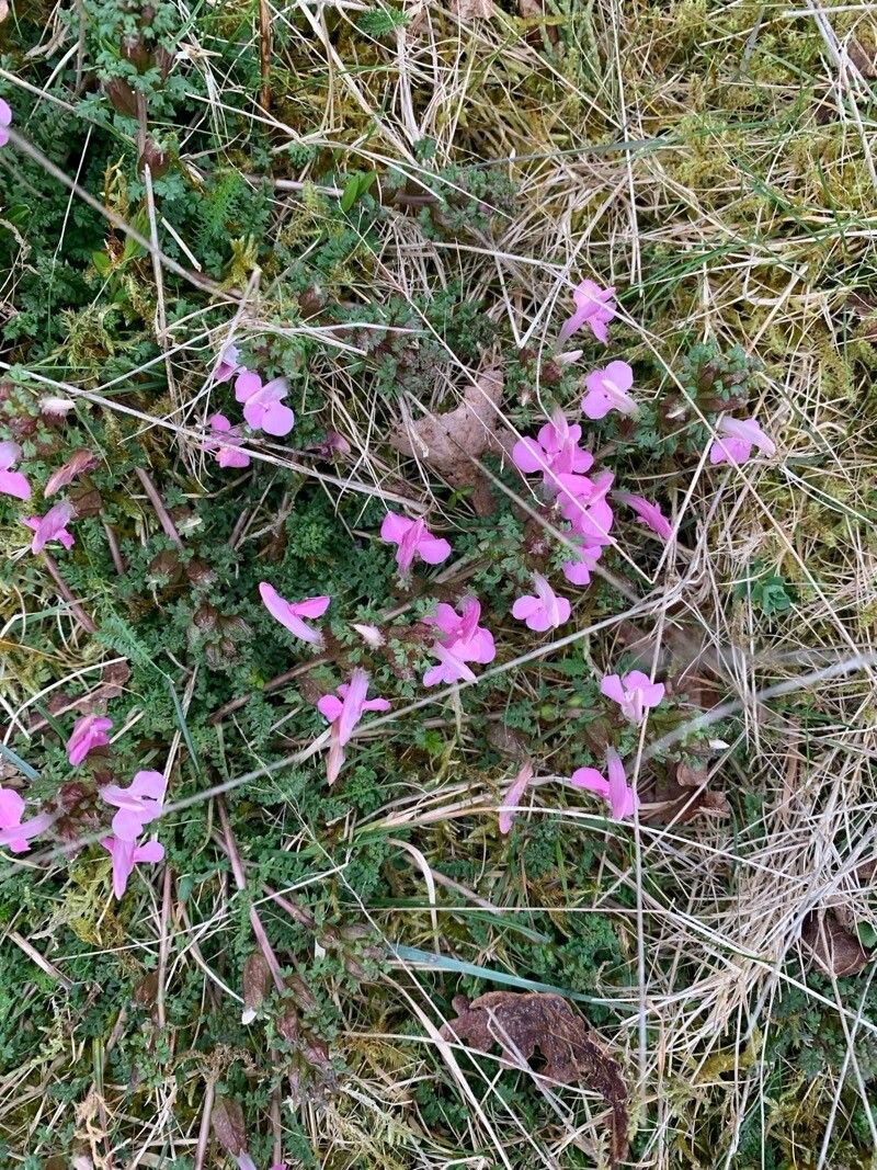 Lousewort (Pedicularis sylvatica)