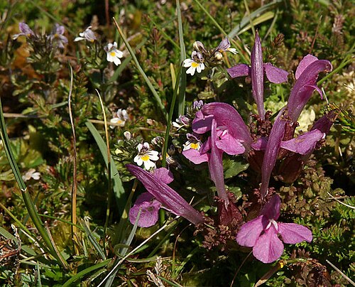 Lousewort: Common Lousewort (Pedicularis sylvatica) Growing alongside a species of Eyebright Euphrasia sp.