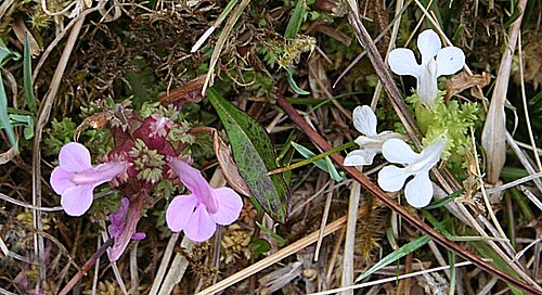 Lousewort: Lousewort (Pedicularis sylvatica) The normal colour of the flowers is pink, but here there is a plant with pure white flowers, which I have never seen before.