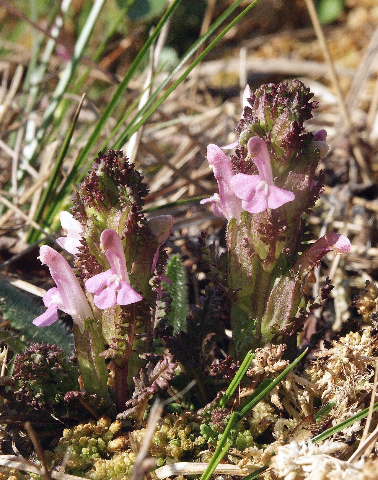 Lousewort: Pedicularis sylvatica , Virngrund, Germany