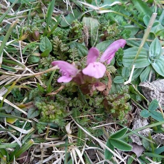 Lousewort (Pedicularis sylvatica)