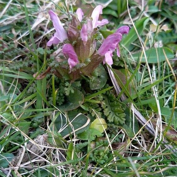 Lousewort (Pedicularis sylvatica)