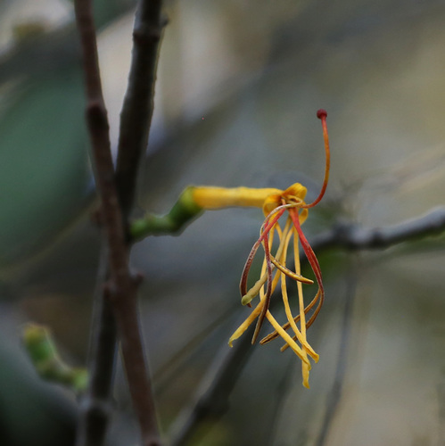 Pedistylis galpinii (Pedistylis galpinii)