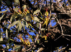 Pedistylis galpinii (Pedistylis galpinii)