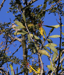 Pedistylis galpinii (Pedistylis galpinii)