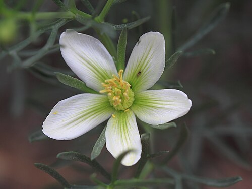 Harmal peganum: Peganum harmala