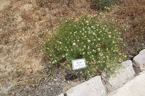 Harmal peganum: מצמחי הגן הבוטני בהר הצופים