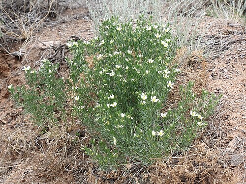 Harmal peganum: Peganum harmala