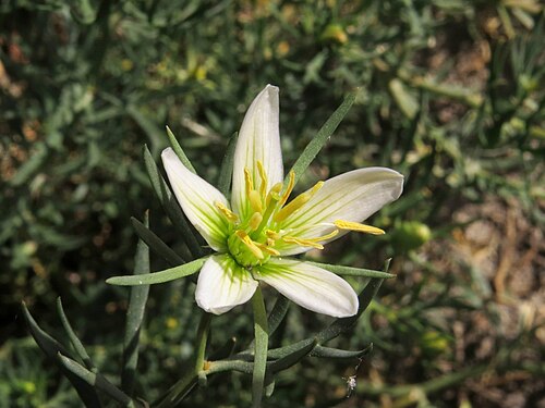 Harmal peganum: Flor de Peganum harmala (Nitrariaceae). Rivas Vaciamadrid (Madrid, España).