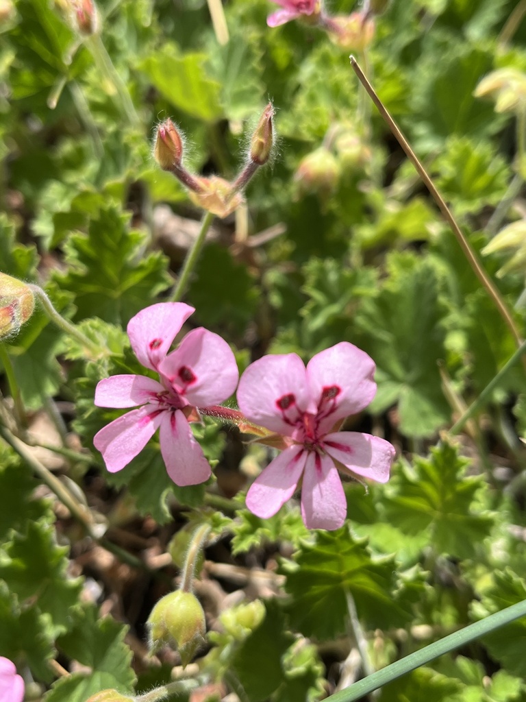 Pelargonium alpinum (Pelargonium alpinum)
