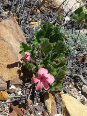 Pelargonium alpinum (Pelargonium alpinum)