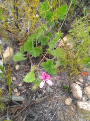 Pelargonium alpinum (Pelargonium alpinum)