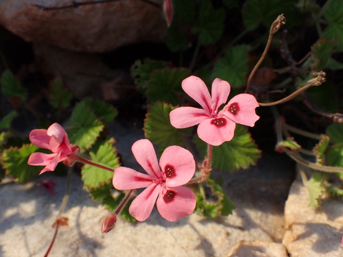 Pelargonium alpinum (Pelargonium alpinum)