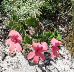 Pelargonium alpinum (Pelargonium alpinum)