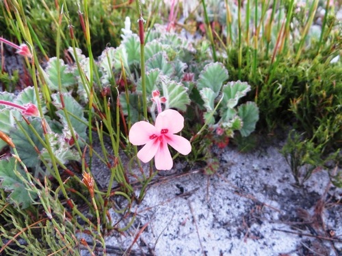 Pelargonium alpinum (Pelargonium alpinum)
