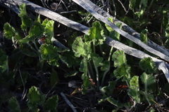 Pelargonium alpinum (Pelargonium alpinum)