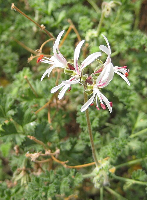 Pelargonium alternans: Pelargonium alternans im Botanischen Garten Dresden