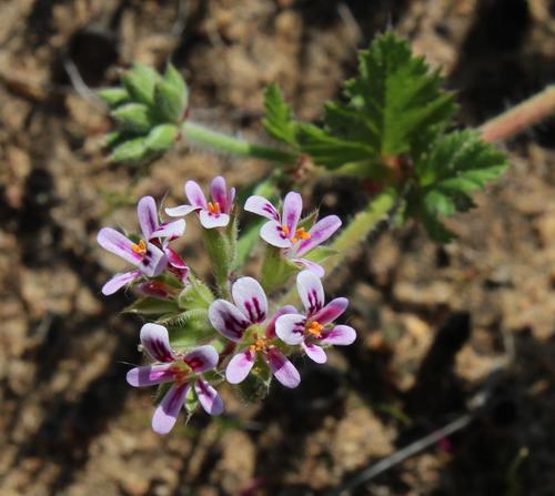 Pelargonium althaeoides (Pelargonium althaeoides)
