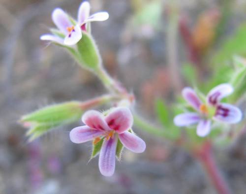 Pelargonium althaeoides (Pelargonium althaeoides)