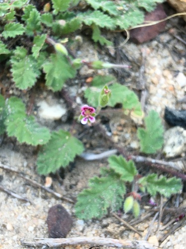 Pelargonium althaeoides (Pelargonium althaeoides)