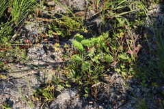 Pelargonium althaeoides (Pelargonium althaeoides)