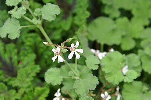 Pelargonium althaeoides: Location taken: American Plant Food Company, 7405 River Road, Bethesda MD.. Names: Pelargonium x fragrans 'Logeei' , Old Spice Geraniu Classification: Plantae >