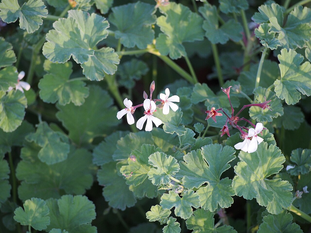 Pelargonium althaeoides: Pelargonia muszkatołowa ( Pelargonium x fragrans ), okaz uprawiany. Ogród Botaniczny UWr, Wrocław, Polska.